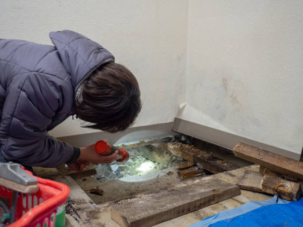 Reliable New Lebanon, OH Mold Removal Solutions