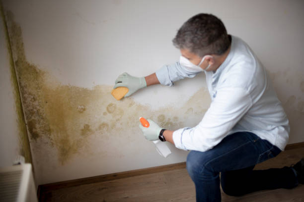 Best Real Estate Mold Inspection  in New Lebanon, OH